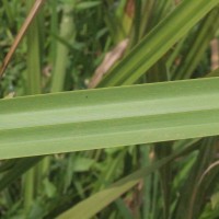 Scleria poiformis Retz.